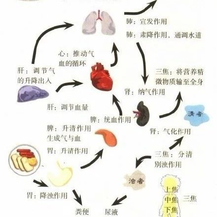 ?《黄帝内经 · 素问》 灵兰秘典论：十二脏腑功能简述