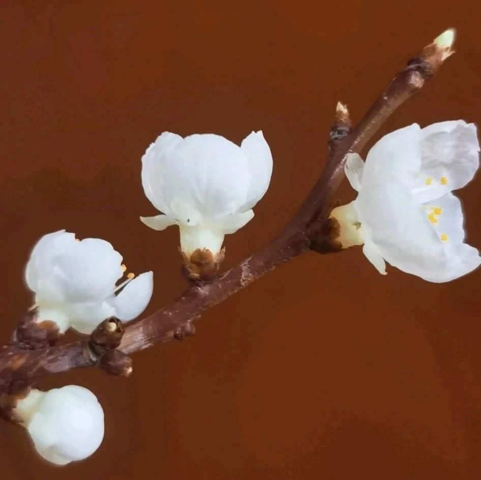 周易占卜 | 六爻预测学《增删卜易》面圣、上书、叩阍、献策、条陈、劾奏章(凡占文书亦须采用)