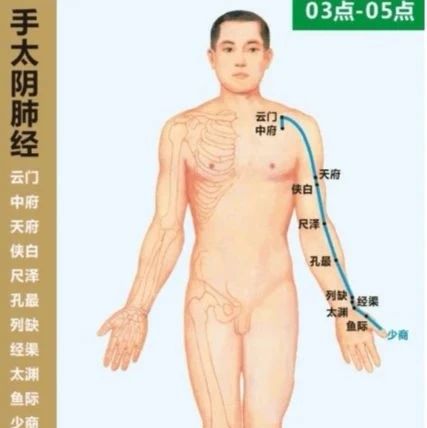 人体十二经脉 | 手太阴肺经