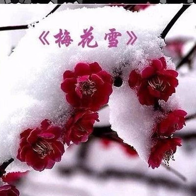 《梅花雪》太极音乐加长版 晨练打拳就用它了