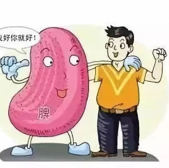 不补脾，你就减不了肥！