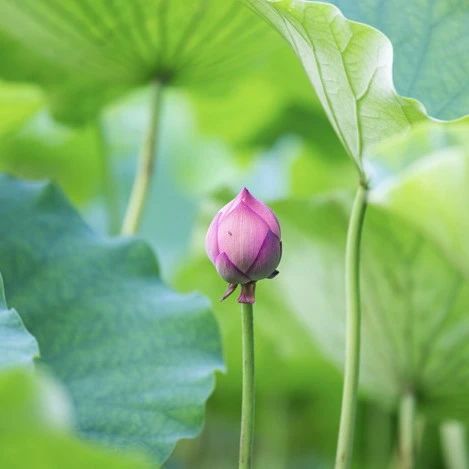 从此，心如莲花，不再恨人！