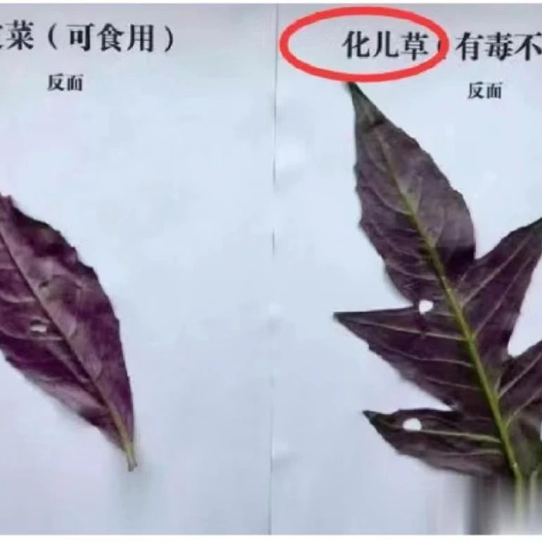 扫墓后一家6口挖野菜吃进医院，野菜图鉴看这里