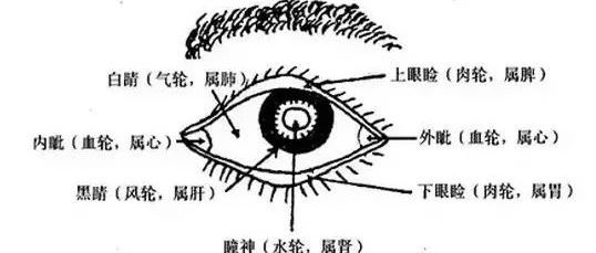 为什么说“脾虚眼袋大，肾虚眼袋黑”