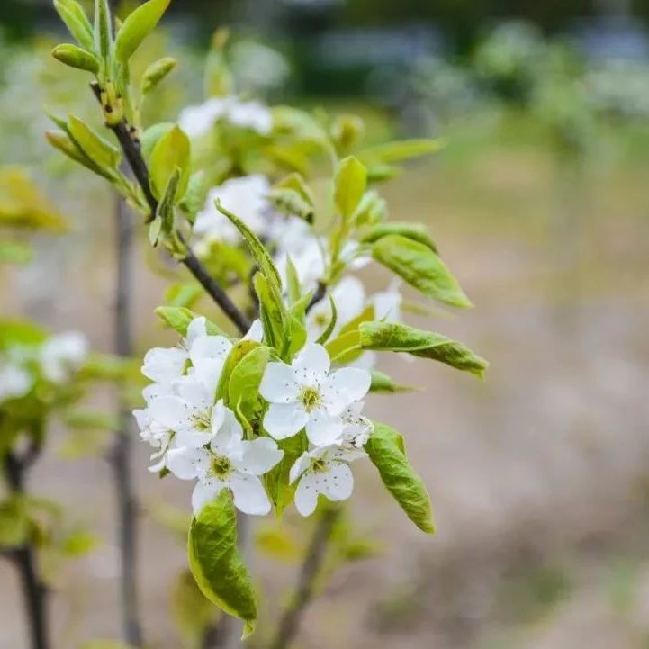 愿你生如夏花，爱满心田