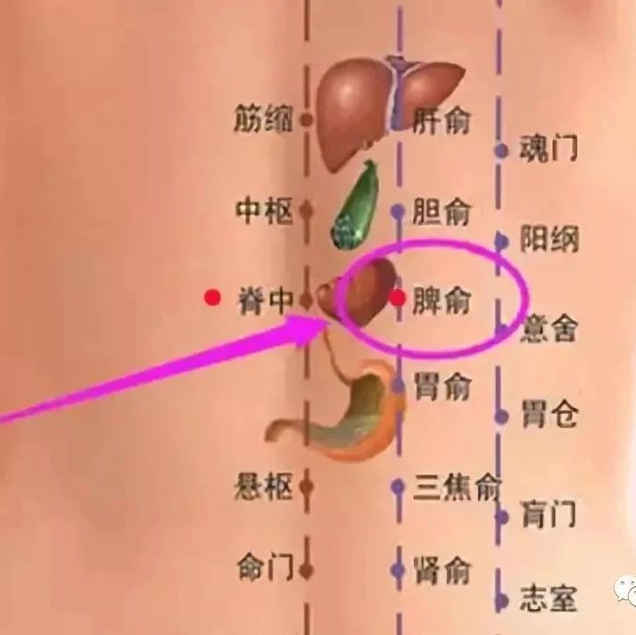 人体上下对应穴