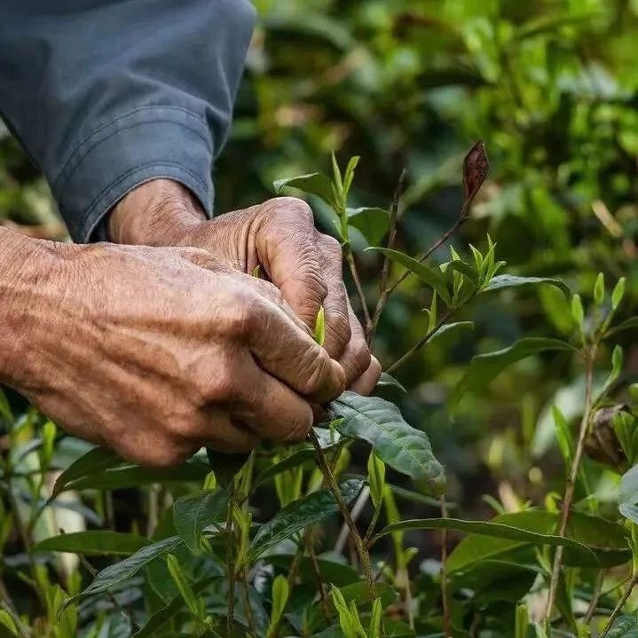 搞错没有啊，喝茶等于喝农药？