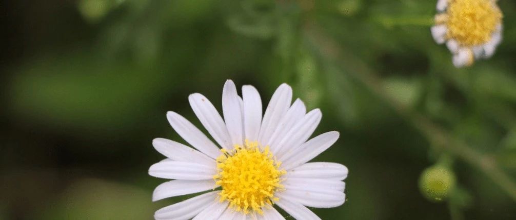 八字食伤多、旺，虽桃花重重，却情路不顺