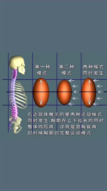 含胸拔背动作要领，配3D骨骼动图