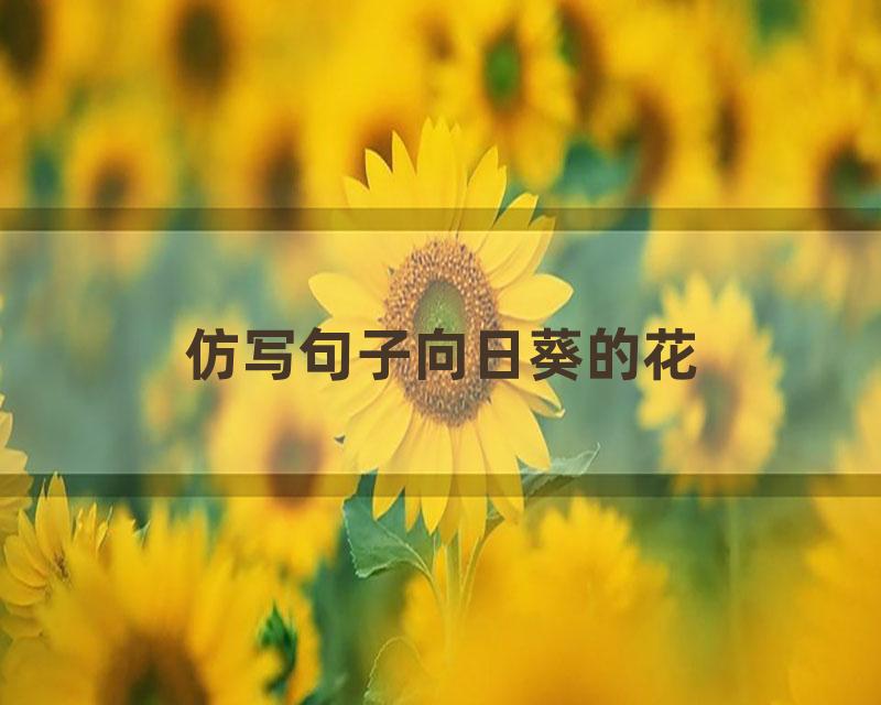 仿写句子向日葵的花