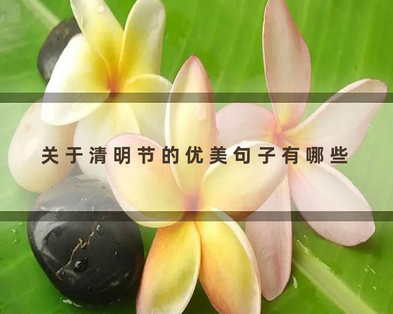 关于清明节的优美句子有哪些