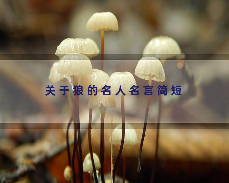 关于狼的名人名言简短