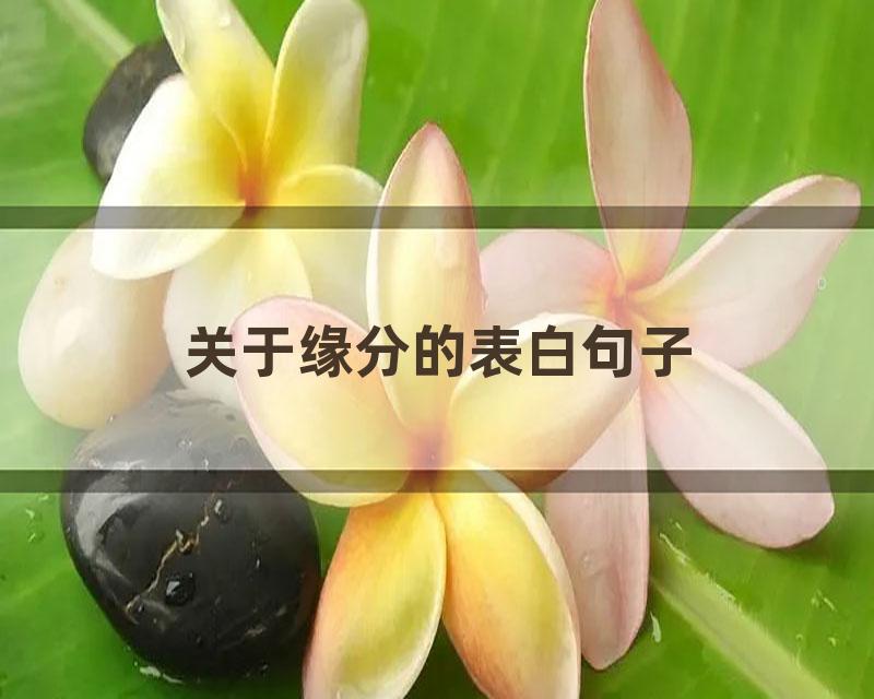 关于缘分的表白句子