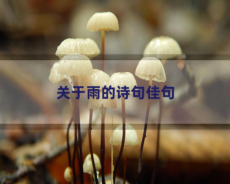 关于雨的诗句佳句