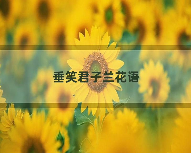 垂笑君子兰花语