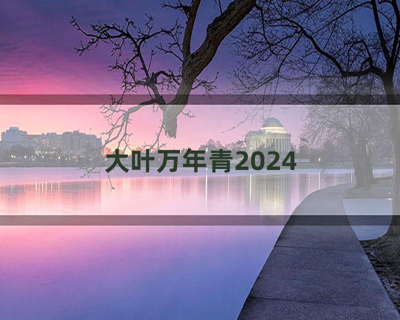 大叶万年青2024