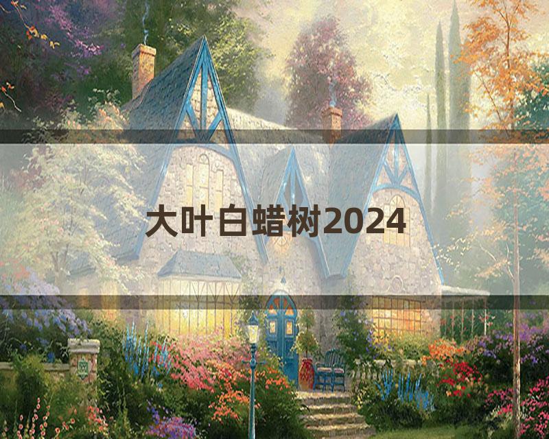 大叶白蜡树2024