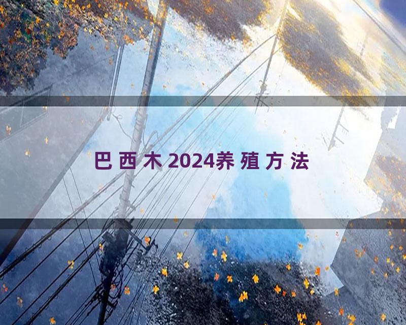 巴西木2024养殖方法