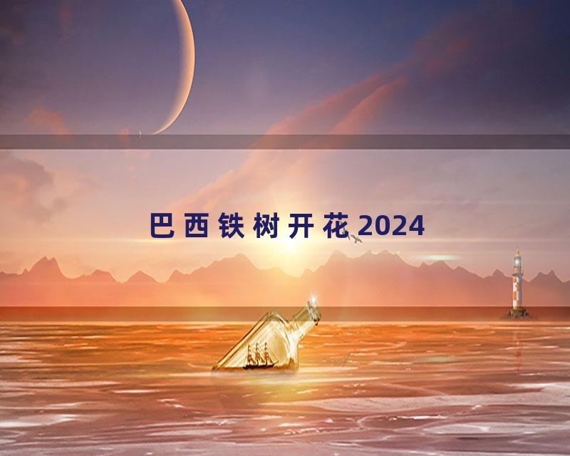 巴西铁树开花2024