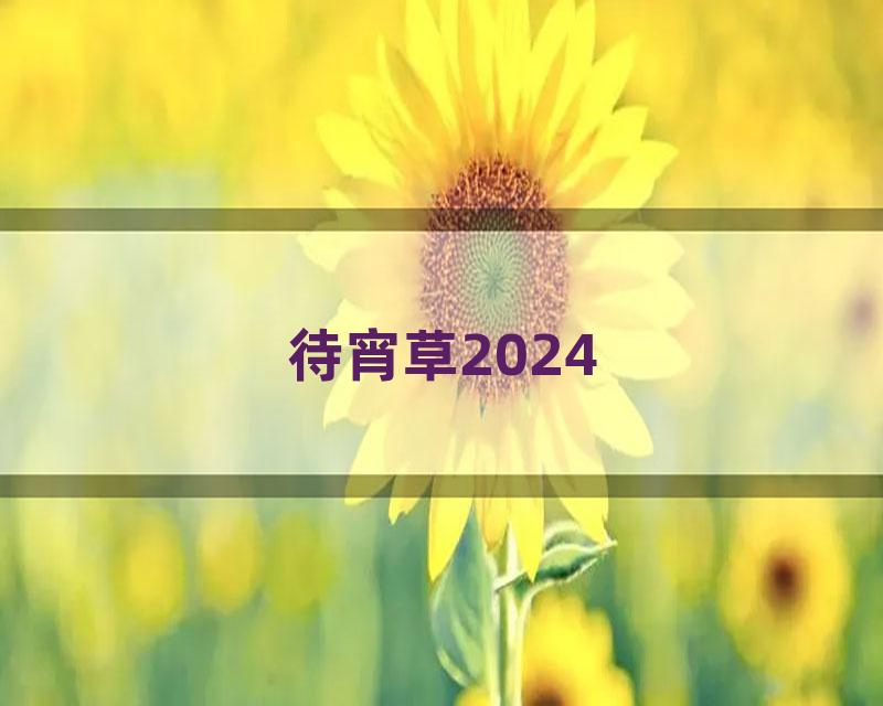 待宵草2024