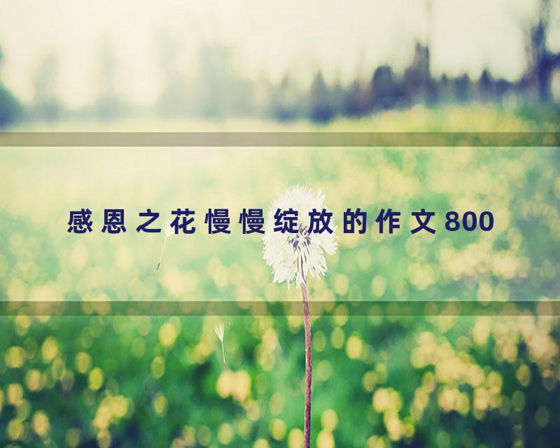 感恩之花慢慢绽放的作文800