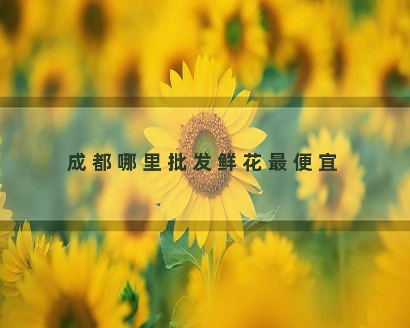 成都哪里批发鲜花最便宜