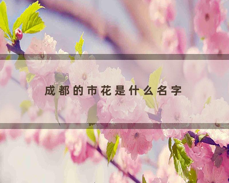 成都的市花是什么名字