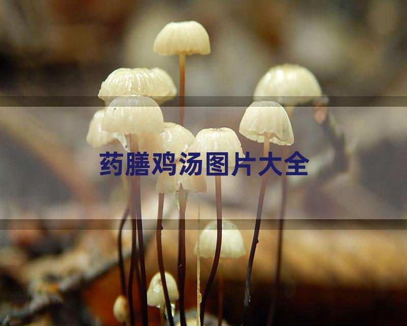 药膳鸡汤图片大全