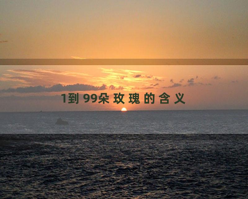 1到99朵玫瑰的含义