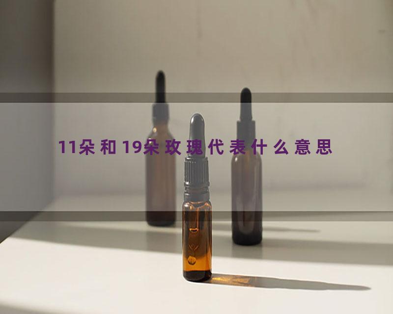 11朵和19朵玫瑰代表什么意思