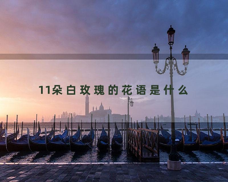 11朵白玫瑰的花语是什么