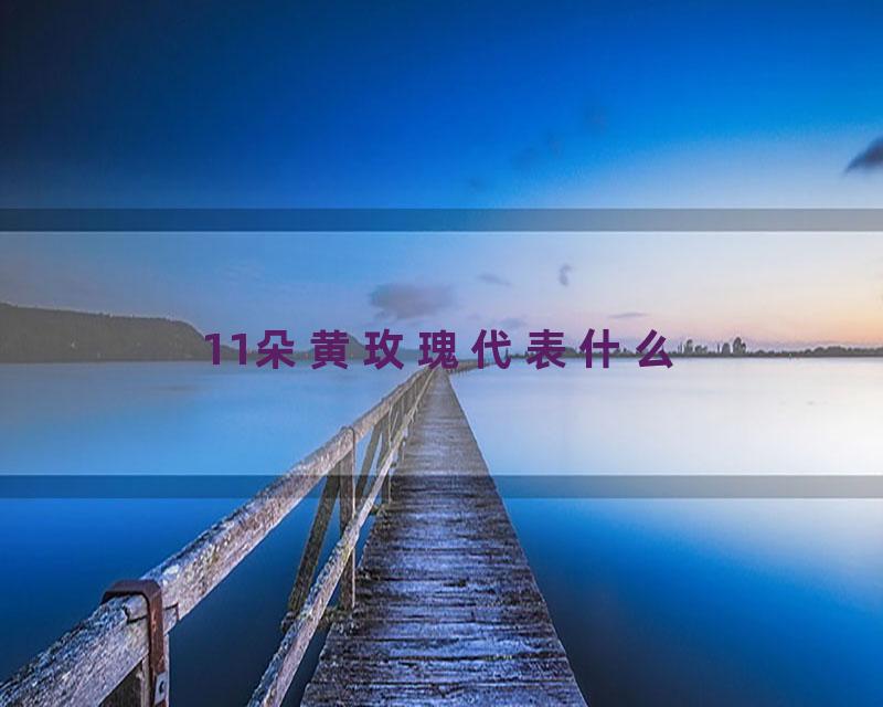 11朵黄玫瑰代表什么