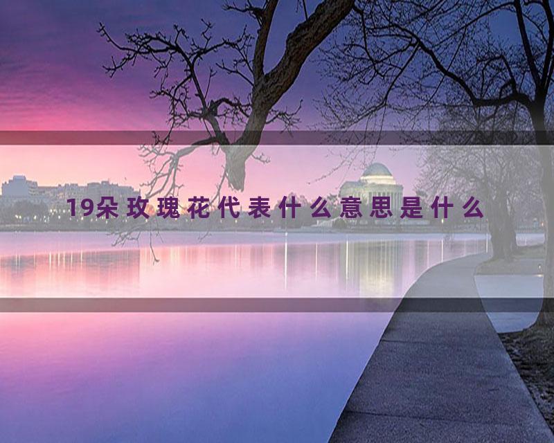 19朵玫瑰花代表什么意思是什么