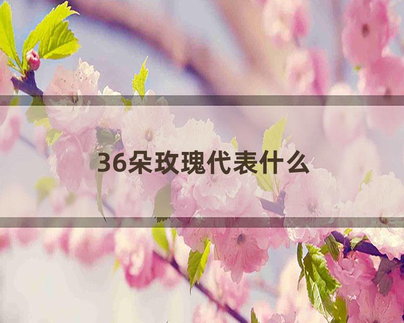 36朵玫瑰代表什么