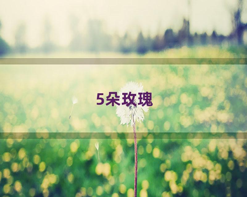 5朵玫瑰