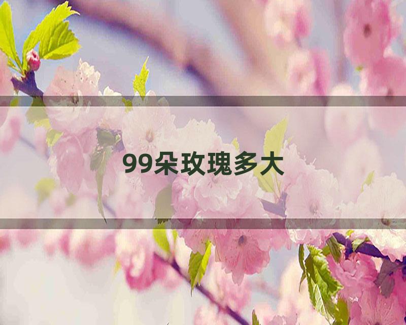 99朵玫瑰多大